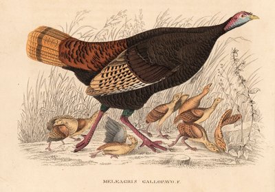 Dziki indyk, Meleagris gallopavo, kura z pisklętami. Ręcznie kolorowana litografia z Galerii Historii Naturalnej Georga Friedricha Treitschke, Naturhistorischer Bildersaal des Thierreiches, Lipsk. autorstwa Unbekannter Künstler