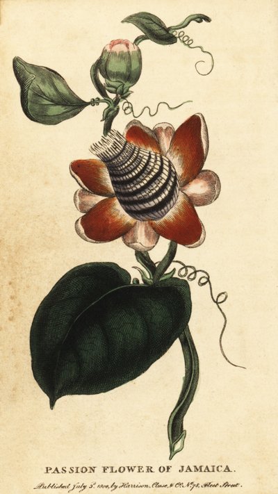 Kwiat męczennicy uskrzydlonej łodygi, Passiflora elata., 1800 (grafika) autorstwa Unbekannter Künstler