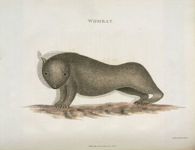 Wombat, Australia, ok. 1798 autorstwa Unbekannt