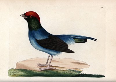 Wspaniały manakin (Chiroxiphia linearis). Niepodpisana ilustracja (George Shaw i Frederick Nodder). Litografia w The Naturalist