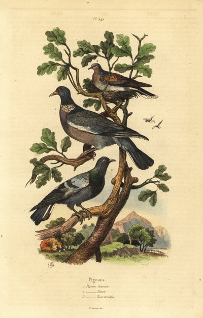 Gołąb grzywacz, Columba palumbus, gołąb zwyczajny, Columba livia i turkawka, Streptopelia risoria autorstwa Unbekannt