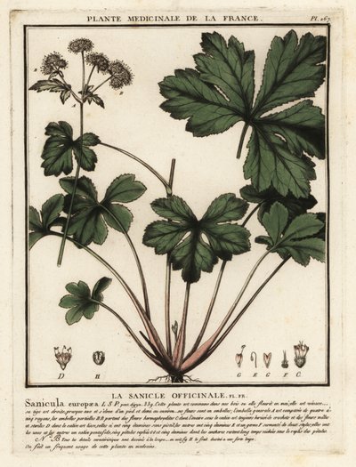 Sanicula drewna, Sanicula europaea. autorstwa Unbekannter Künstler