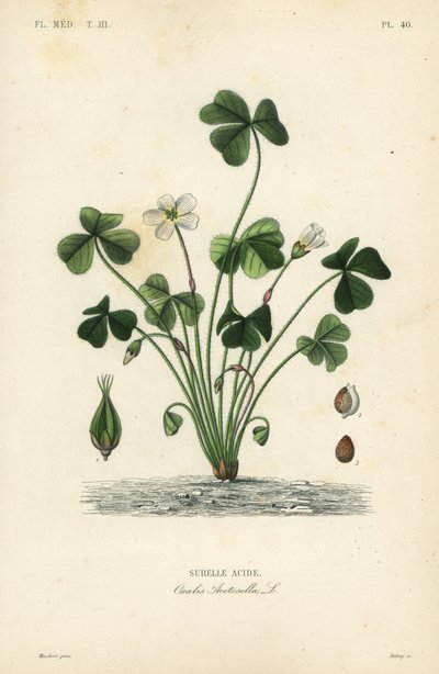 Szczaw zajęczy, Oxalis acetosella, Kwas Surelle autorstwa Unbekannt