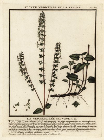 Omanka leśna, Teucrium scorodonia. autorstwa Unbekannter Künstler