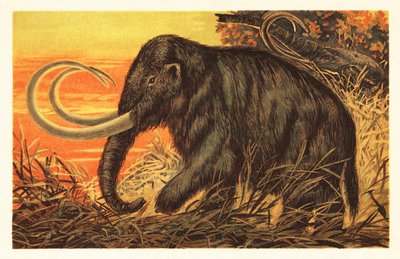 Mamut włochaty, Mammuthus primigenius.1908 (litografia) autorstwa Unbekannter Künstler