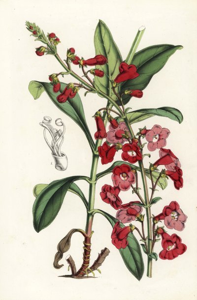 Język brodaty Wrighta, Penstemon wrightii (Pentstemon wrightii). Ręcznie kolorowana litografia z dzieła Louisa van Houtte