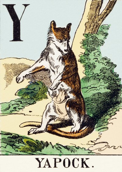 Y : Yapock - Alfabet myśliwski, c.1890 (grawerowanie) autorstwa Unbekannt