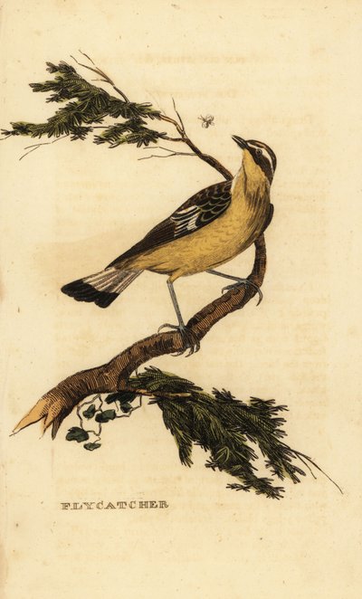 Muchołówka żółtodzioba , Ficedula zanthopygia. 1815 (grawerowanie) autorstwa Unbekannter Künstler