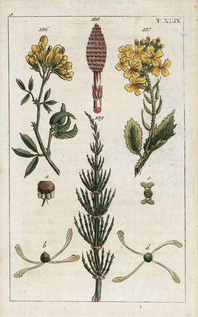 Żółta lucerna (alfalfa), Medicago falcata 136, dzika rzodkiew (ravenelle), Raphanus raphnistrum 137, i skrzyp polny (prele des champs), Equisetum arvense 138/139. Ręcznie kolorowany miedzioryt przedstawiający ilustrację botaniczną z "Unte autorstwa Unbekannter Künstler
