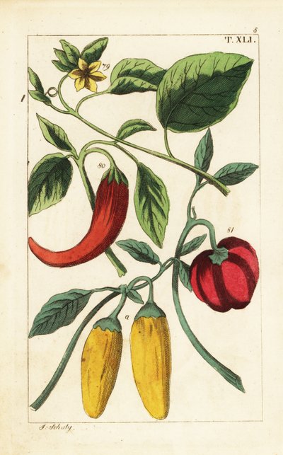 Żółta i czerwona papryka chili, Capsicum annuum. autorstwa Unbekannter Künstler