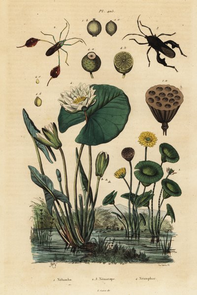 Lotos żółty, Nelumbo lutea 1, pluskwiaki łapy, Anisoscelis foliaceus 2 i Anoplocnemis curvipes 3 oraz lilia biała, Nymphaea alba 4 autorstwa Unbekannt