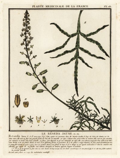 Żółta buława, Reseda lutea. autorstwa Unbekannter Künstler