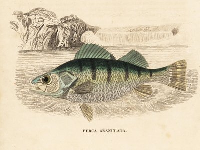 Okoń żółty, Perca flavescens (okoń granulowany, Perca granulata). Ręcznie kolorowany staloryt z Galerii Historii Naturalnej Georga Friedricha Treitschke, Naturhistorischer Bildersaal des Thierreiches, Liepzig-1842. autorstwa Unbekannter Künstler
