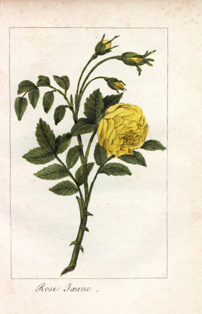 Żółty róż, żółty róż, Rosa lutea. Ręcznie kolorowany miedzioryt z ilustracji panny Prudhomme z "Hommage rendu a la Rose", Paryż, około 1815 roku. Książka upominkowa z historią róży i tuzinem miniatur botanicznych. autorstwa Unbekannter Künstler