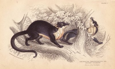 Kuna leśna, Martes flavigula (Galidictis chrysogastes). Ręcznie kolorowany staloryt Lizarsa na podstawie ilustracji Charlesa Hamiltona Smitha ze szkicu R.G. Watkina z William Jardine