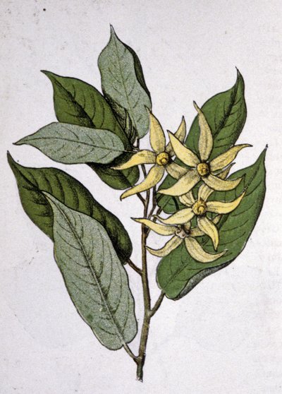 Ylang Ylang, początek XX wieku (rycina) autorstwa Unbekannter Künstler
