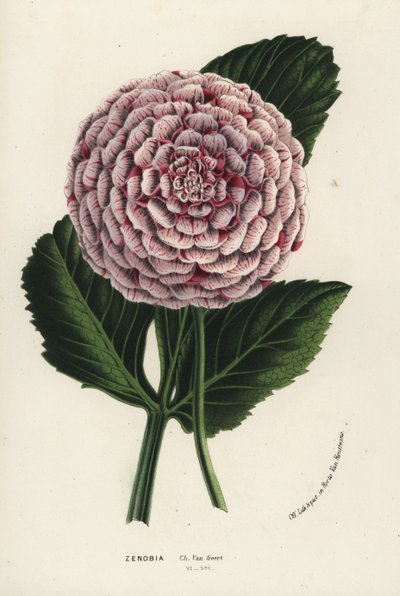 Hybryda dalii Zenobia, Dahlia coccinea. Ręcznie kolorowana litografia z dzieła Louisa van Houtte