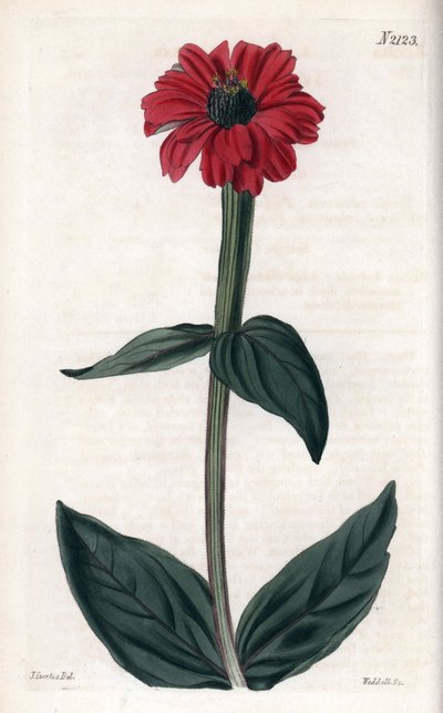 Cynia ma czerwony kwiat. Miedzioryt wykonany przez Johna Curtisa i Weddella, opublikowany w "Curtis Botanical Magazine". autorstwa Unbekannter Künstler