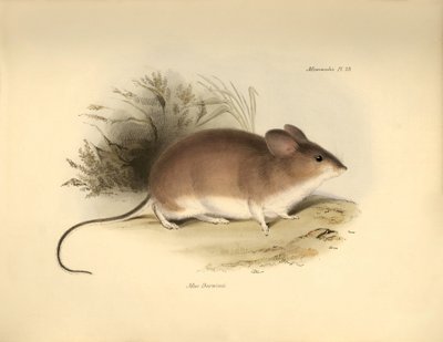 Zoologia: "Mud Darwinii" czyli mysz opisana przez Karola Darwina podczas jego podróży badawczej na pokładzie statku Beagle. Plansza pochodząca z "Zoologii podróży H.M.S. Beagle pod dowództwem kapitana Fitzroya w latach 1832-1836, zredagowanej i uzupełnione autorstwa Unbekannter Künstler