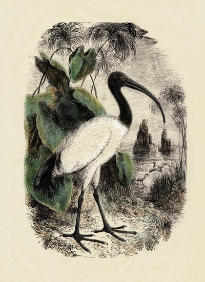 Zoologia: Sacre Ibis (Threskiornis aethiopicus), rycina z XIX wieku autorstwa Unbekannter Künstler