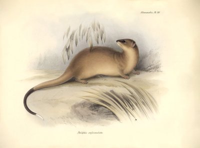Zoologia: "Didelphis crassicaudata" z rodziny oposów opisany przez Karola Darwina podczas jego podróży badawczej na pokładzie statku Beagle. Plansza z "Zoologii podróży H.M.S. Beagle pod dowództwem kapitana Fitzroya w latach 1832-1832". autorstwa Unbekannter Künstler