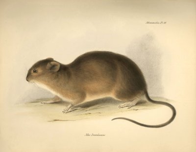 Zoologia: "Mus braziliensis" lub mysz z Brazylii opisana przez Karola Darwina podczas jego podróży badawczej na pokładzie statku Beagle. Plansza z "Zoologii podróży H.M.S. Beagle pod dowództwem kapitana Fitzroya w latach 1832-1836, wyd. autorstwa Unbekannter Künstler