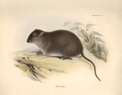 Zoologia: "Mus fuscipes" lub gryzoń z wybrzeża Australii opisany przez Karola Darwina podczas jego podróży badawczej na pokładzie statku Beagle. Plansza z "Zoologii podróży H.M.S. Beagle pod dowództwem kapitana Fitzroya w latach 1832-1832". autorstwa Unbekannter Künstler
