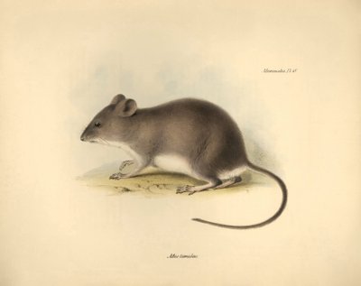 Zoologia: "Mus tumidus" lub szczur błotny opisany przez Karola Darwina podczas jego podróży badawczej na pokładzie statku Beagle. Plansza z "Zoologii podróży H.M.S. Beagle pod dowództwem kapitana Fitzroya w latach 1832-1836, wydanej pod redakcją i w tłumac autorstwa Unbekannter Künstler