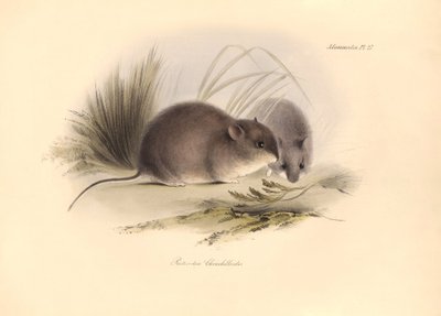 Zoologia: "Reithrodon Chinchilloides" lub szynszyla z Patagonii opisana przez Karola Darwina podczas jego podróży badawczej na pokładzie statku Beagle. Plansza z "Zoologii podróży H.M.S. Beagle pod dowództwem kapitana Fitzroya w latach 1. autorstwa Unbekannter Künstler