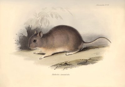 Zoologia: "Reithrodon Cuniculoides" lub gryzoń opisany przez Karola Darwina podczas jego podróży badawczej na pokładzie statku Beagle. Plansza z "Zoologii podróży statku H.M.S. Beagle pod dowództwem kapitana Fitzroya w latach 1832-1836" wyd. autorstwa Unbekannter Künstler