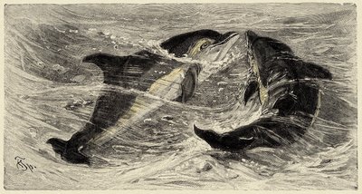 Zoologia: delfiny (delphinus delphis) opisane i zilustrowane przez Carlo Vogta i Federico Spechta w "Natural history illustree: mammals" z 1884 r. autorstwa Unbekannter Künstler