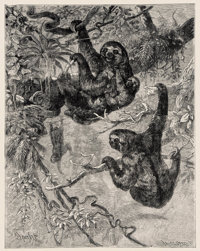 Zoologia: leniwiec (Ai - Bradypus tridactylus) opisany i zilustrowany przez Carlo Vogta i Federico Spechta w "Illustree Natural History: Mammals" 1884 autorstwa Unbekannter Künstler