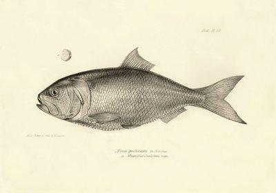 Zoologia: przedstawienie ryby "Alosa pectinata" opisanej przez Karola Darwina podczas jego podróży na pokładzie statku Beagle. Plansza z "Zoologii podróży H.M.S. Beagle pod dowództwem kapitana Fitzroya w latach 1832-1836". autorstwa Unbekannter Künstler