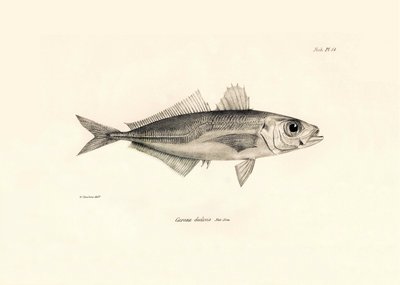 Zoologia: przedstawienie ryby "Caranx declivis" opisanej przez Karola Darwina podczas jego podróży na pokładzie statku Beagle. Plansza z "Zoologii podróży H.M.S. Beagle pod dowództwem kapitana Fitzroya w latach 1832-1836". autorstwa Unbekannter Künstler