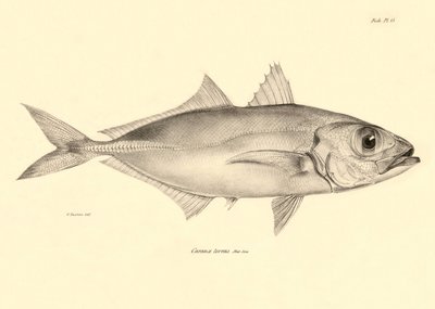 Zoologia: przedstawienie ryby "Caranx torvus" opisanej przez Karola Darwina podczas jego podróży na pokładzie statku Beagle. Plansza z "Zoologii podróży H.M.S. Beagle pod dowództwem kapitana Fitzroya w latach 1832-1836". autorstwa Unbekannter Künstler