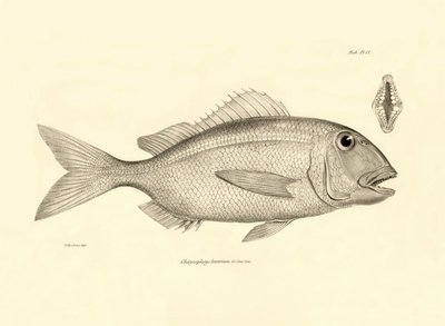 Zoologia: przedstawienie ryby "Chrysophrys taurina" opisanej przez Karola Darwina podczas jego podróży na pokładzie statku Beagle. Plansza z "Zoologii podróży H.M.S. Beagle pod dowództwem kapitana Fitzroya w latach 1832-1836". autorstwa Unbekannter Künstler