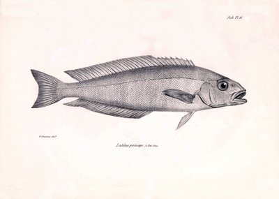 Zoologia: przedstawienie ryby "Latilus princeps" opisanej przez Karola Darwina podczas jego podróży na pokładzie statku Beagle. Plansza z "Zoologii podróży H.M.S. Beagle pod dowództwem kapitana Fitzroya w latach 1832-1836". autorstwa Unbekannter Künstler