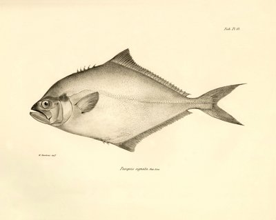 Zoologia: przedstawienie ryby "Paropsis signata" opisanej przez Karola Darwina podczas jego podróży na pokładzie statku Beagle. Plansza z "Zoologii podróży H.M.S. Beagle pod dowództwem kapitana Fitzroya w latach 1832-1836". autorstwa Unbekannter Künstler