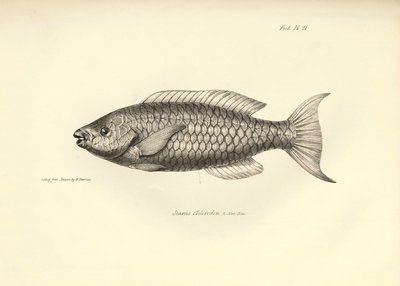 Zoologia: przedstawienie ryby "Scarus Chlorodon" opisanej przez Karola Darwina podczas jego podróży na pokładzie statku Beagle. Plansza z "Zoologii podróży H.M.S. Beagle pod dowództwem kapitana Fitzroya w latach 1832-1836". autorstwa Unbekannter Künstler