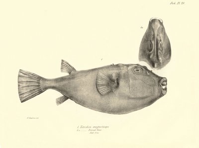 Zoologia: przedstawienie ryby "Tetrodon (Tetraodon) angusticeps" opisanej przez Karola Darwina podczas jego podróży na pokładzie statku Beagle. Plansza z "The zoology of the voyage of H.M.S. Beagle under the command of Captaain Fitzroy during the years 183 autorstwa Unbekannter Künstler