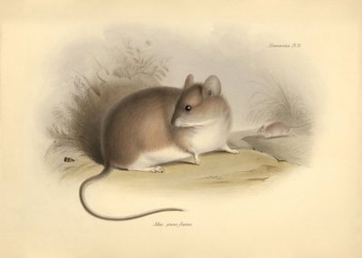 Zoologia: "Mus griseoflavus" lub mysz liściasta opisana przez Karola Darwina podczas jego podróży badawczej na pokładzie statku Beagle. Plansza z "Zoologii podróży statku H.M.S. Beagle pod dowództwem kapitana Fitzroya w latach 1832-1836, pod redakcją i w t autorstwa Unbekannter Künstler