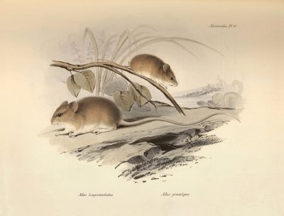 Zoologia: "Mus longicaudatus" i "Mus gracilipes" (mysz) opisane przez Karola Darwina podczas jego podróży badawczej na pokładzie statku Beagle. Plansza z "Zoologii podróży statku H.M.S. Beagle pod dowództwem kapitana Fitzroya w latach 1832-1832". autorstwa Unbekannter Künstler