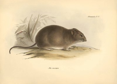 Zoologia: "Mus micropus" lub mysz Grand-A-ears opisana przez Karola Darwina podczas jego podróży badawczej na pokładzie statku Beagle. Plansza z "Zoologii podróży H.M.S. Beagle pod dowództwem kapitana Fitzroya w latach 1832-1836" wyd. autorstwa Unbekannter Künstler