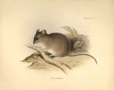 Zoologia: "Mus xanthopygus" lub mysz xanthopygus opisana przez Karola Darwina podczas jego podróży badawczej na pokładzie statku Beagle. Plansza z "Zoologii podróży H.M.S. Beagle pod dowództwem kapitana Fitzroya w latach 1832-1836". autorstwa Unbekannter Künstler