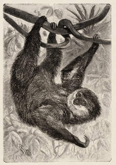 Zoology: unau or lazy opisuje i ilustruje Carlo Vogt i Federico Specht w "Natural history illustree: mammals" 1884. autorstwa Unbekannter Künstler