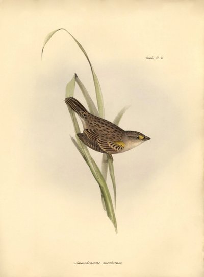 ornitologia: Ammodramus xanthornus autorstwa Unbekannter Künstler