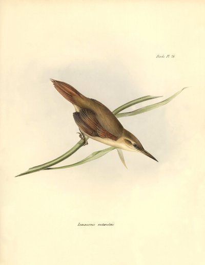 ornitologia: "Limnornis rectirostris" pasierb z Ameryki Południowej obserwowany i opisany przez Karola Darwina (1809-1882). Plansza z "Zoologii podróży H.M.S. Beagle. Flight. III, Birds described by John Gould, with notice of their habits by Charl autorstwa Unbekannter Künstler