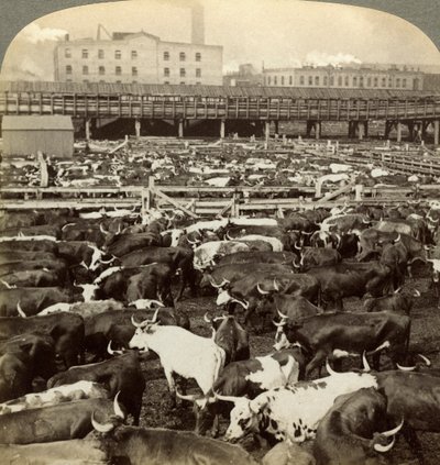 Bydło, Great Union Stock Yards, Chicago, Illinois, USA. autorstwa Underwood and Underwood