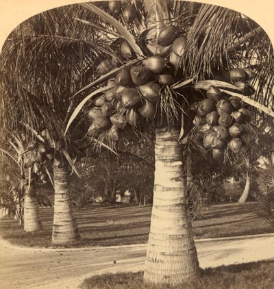 Drzewa kokosowe w białych piaskach Florydy. USA, ok. 1900. autorstwa Underwood and Underwood