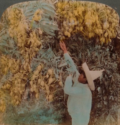 Zbieranie soczystych owoców z mocno obciążonego drzewa mango, Cuernavaca, Meksyk, 1907. Artyści: Elmer Underwood, Bert Elias Underwood. autorstwa Underwood and Underwood